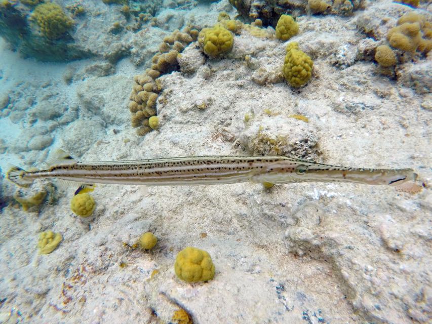 Trumpetfish (24