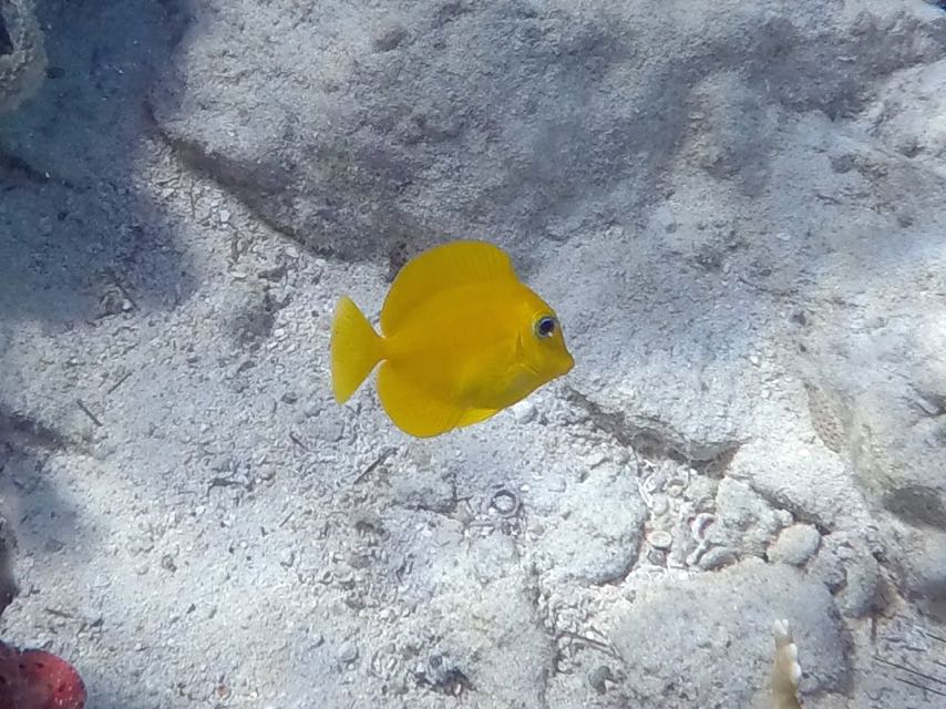 Blue Tang Baby 1