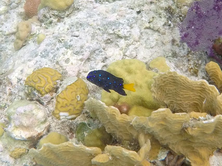 Yellowtail Damselfish Juvenile 1