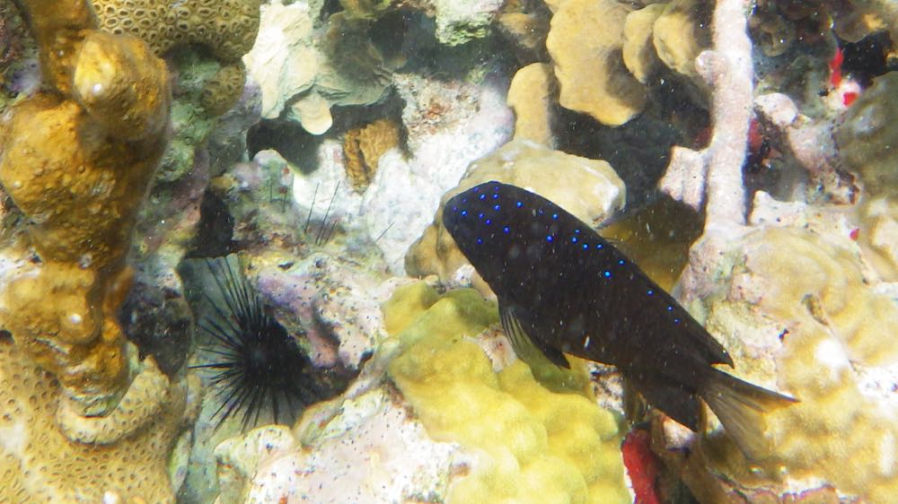 Yellowtail Damselfish Male 4