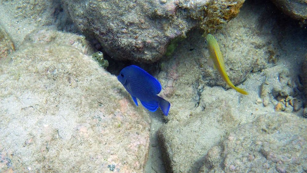 Blue Tang Intermediate 2