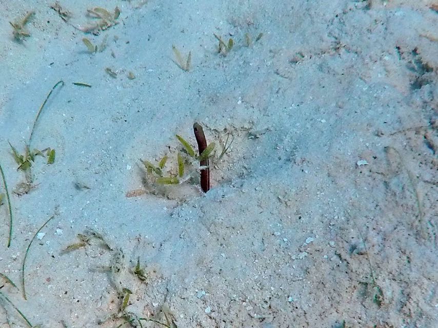 Brown Garden Eel (6