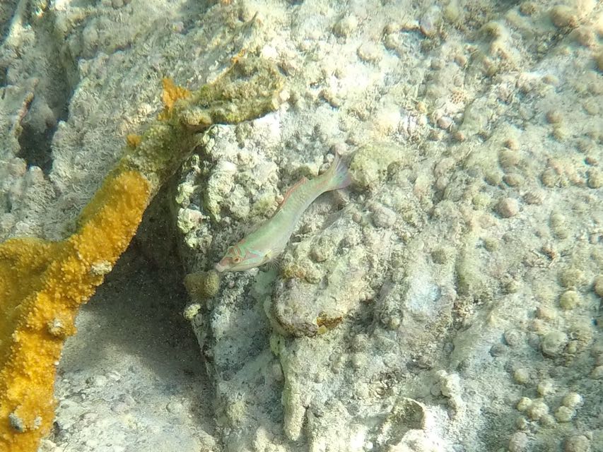 Clown Wrasse 4