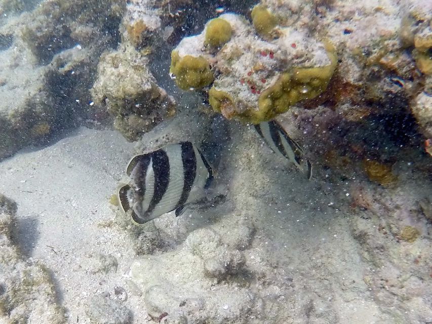 Banded Angelfish 3