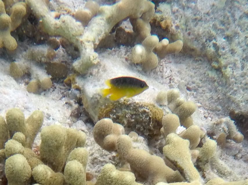 Cocoa Damselfish Intermediate 3/4