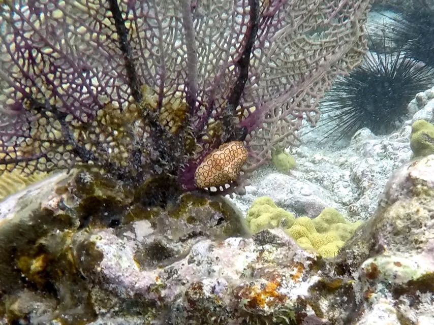 Flamingo Tongue 3/4