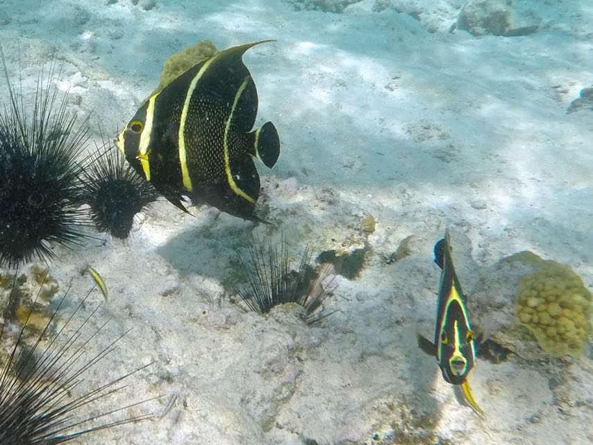 French Angelfish Juveniles 6