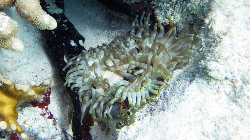 Giant Anemone 3