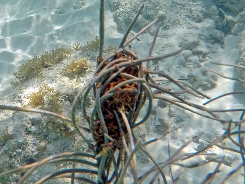 Giant Basket Star