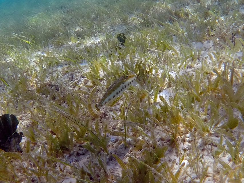 Bandtail Puffer 2