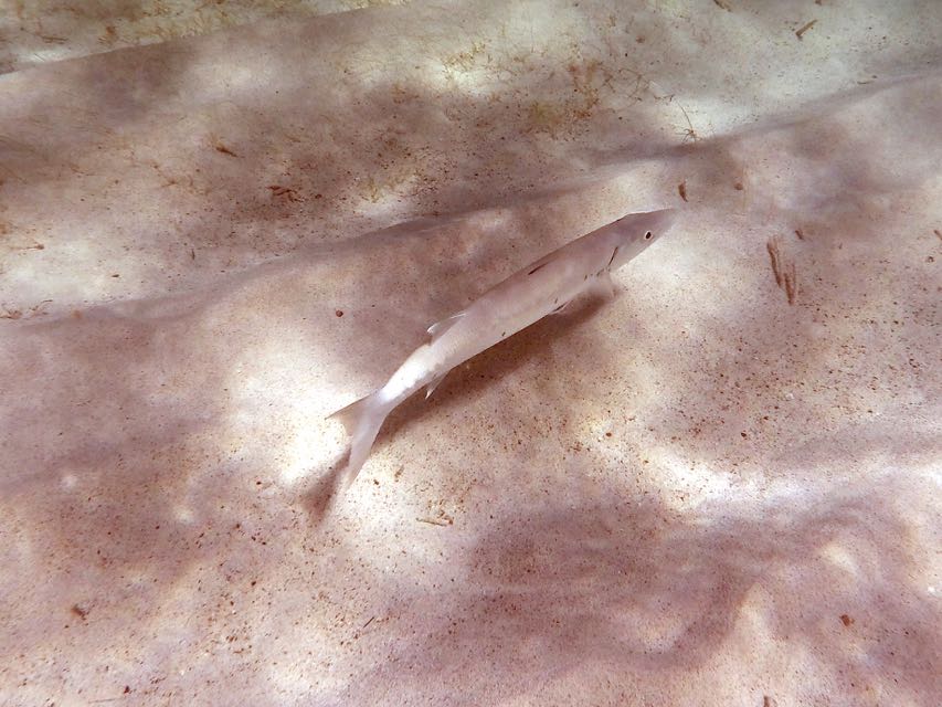 Great Barracuda Juvenile (8