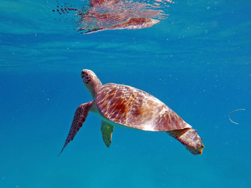 Green Sea Turtle