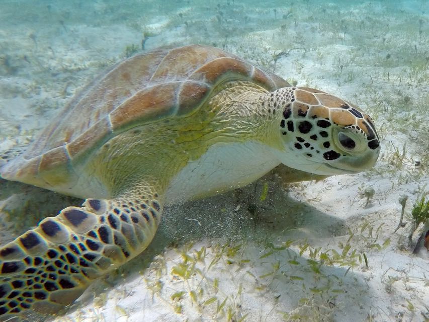 Green Sea Turtle