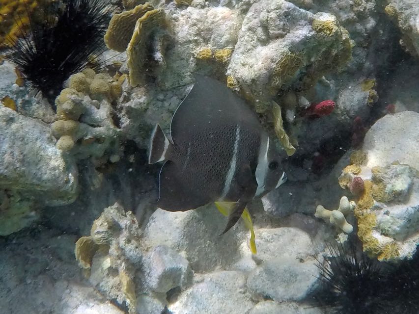 Grey Angelfish (8