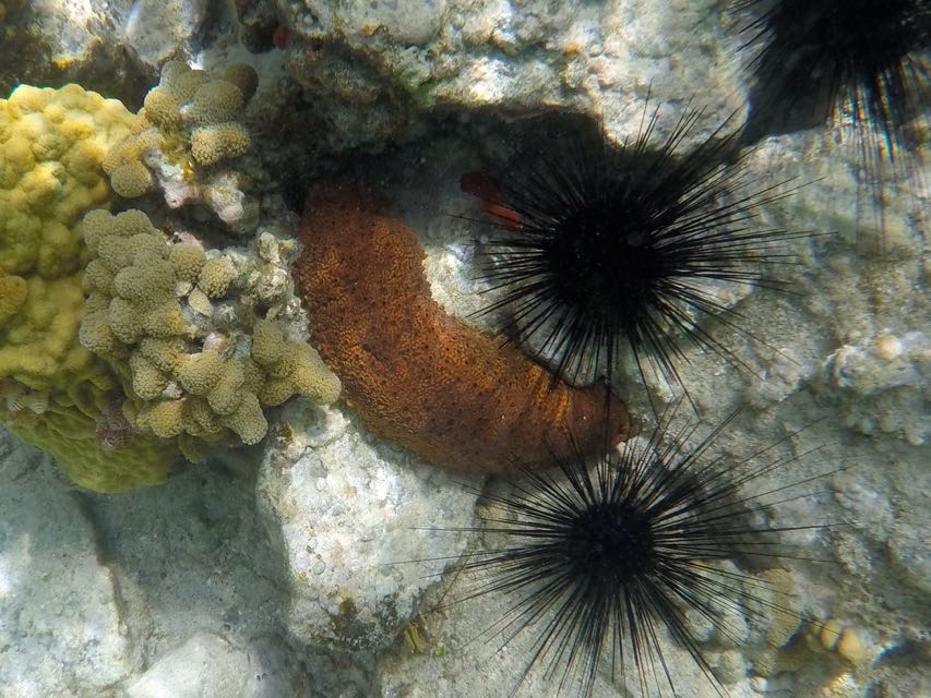 Harlequin Sea Cucumber