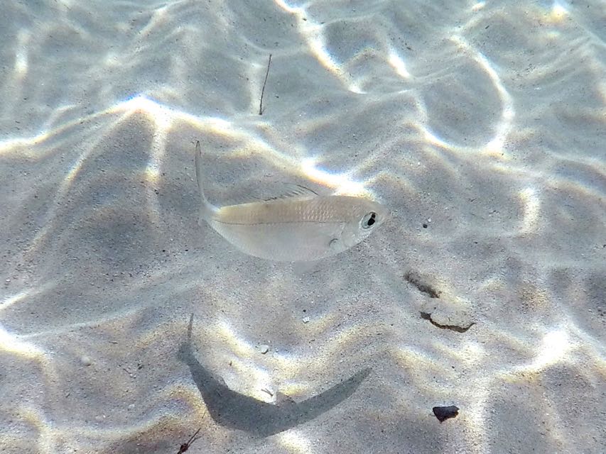 Irish Pompano 4