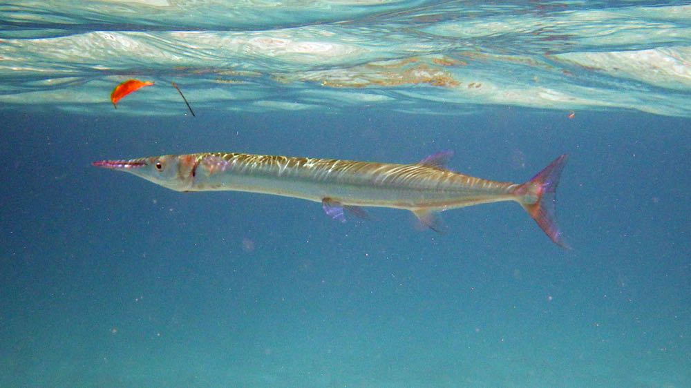 Keeltail Needlefish