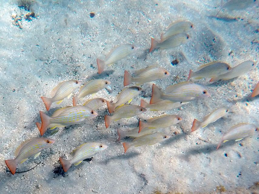 Lane Snapper Juvenile (6