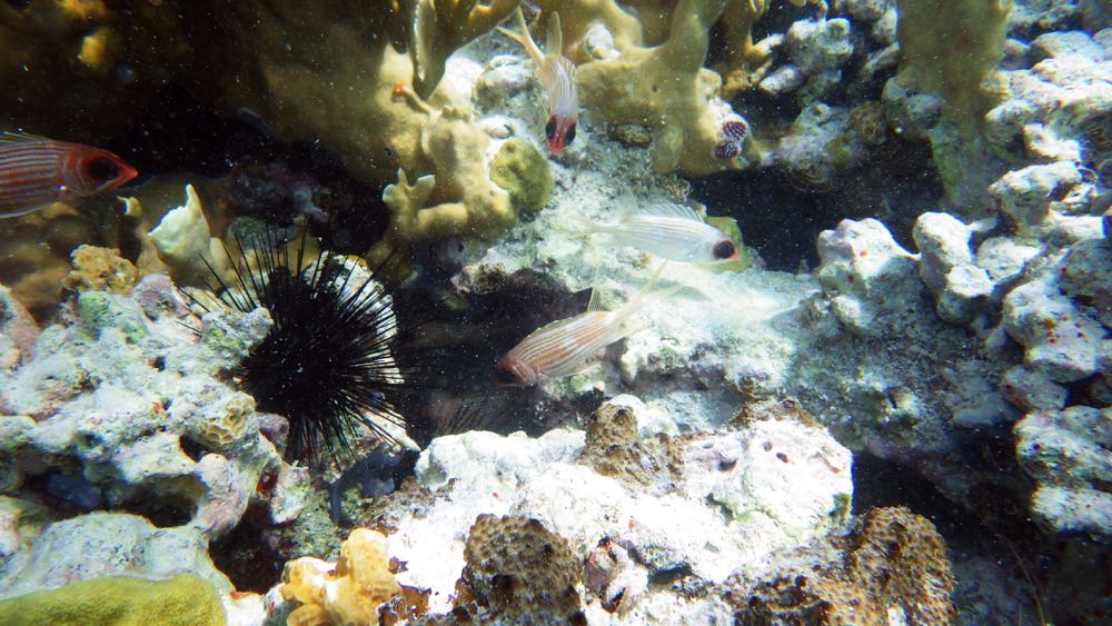 Longspine Squirrelfish 3