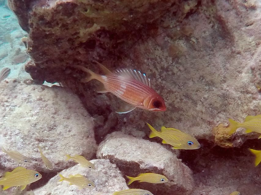 Longspine Squirrelfish 4