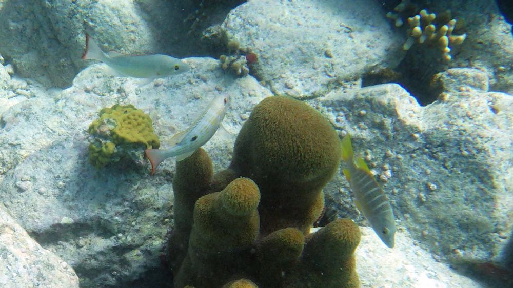 Mahogany Snapper Juvenile