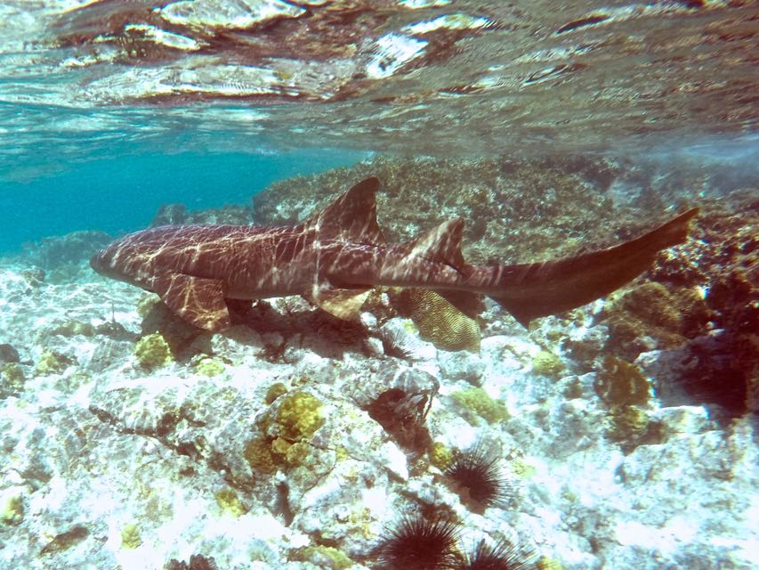 Nurse Shark (8')