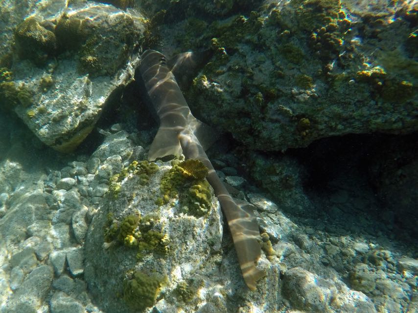 Nurse Shark Resting (8')