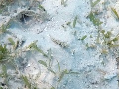 Palehead Blenny