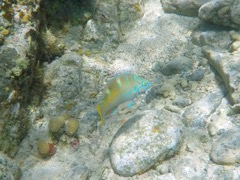 Puddingwife 8