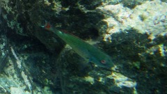 Redband Parrotfish