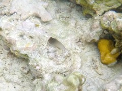 Redlip Blenny (2