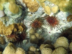 Reef Urchin