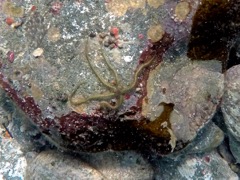 Reticulated Brittle Star