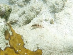 Saddled Blenny