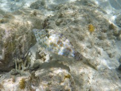 Scrawled Filefish + 1 Sec!