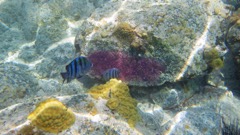 Sergeant Major Male Defending eegs (purple mass)