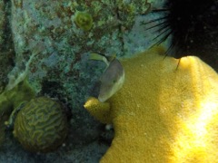 Sharpnose Puffer (1.5