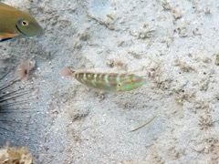 Slippery Dick Wrass