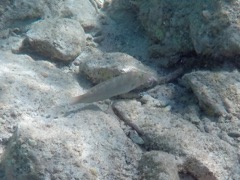 Blackear Wrasse 5