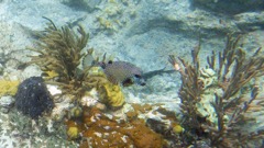 Smooth Trunkfish