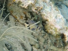 Smooth Trunkfish Baby (1/2