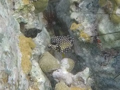 Smooth Trunkfish Baby (1/2