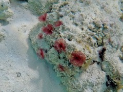 Split-Crowned Featherduster Worm