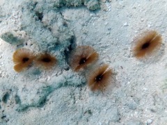 Split-Crowned Featherduster Worm