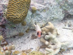 Squirrelfish