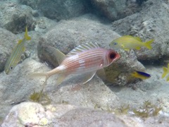 Squirrelfish