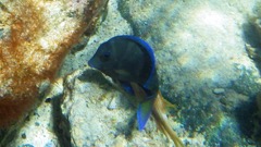 Blue Tang 6