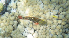 Stoplight Parrotfish Intermediate 10