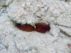 Three Row Sea Cucumber (12