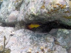 Threespot Damselfish Juvenile (1.5